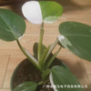 [Direct supply of the base] Jinhua White Princess Green Velvet INS indoor northern European net red and green potted flowers are rare