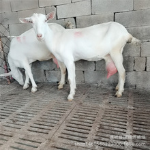 ���� �߮a��ɽ�� �P����ɽ�� ������ɽ��a������