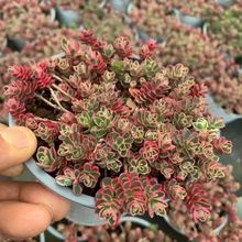 С��õ����^Ⱥ��������Ѫֲ�ﾰ���ױ����ֻ������Ԅ�������Gֲ