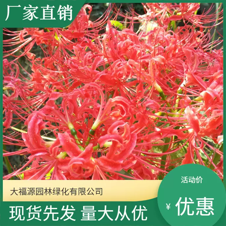 彼岸花  曼珠沙华 花海造景家居花卉 园林绿化工程苗  多色彼岸花