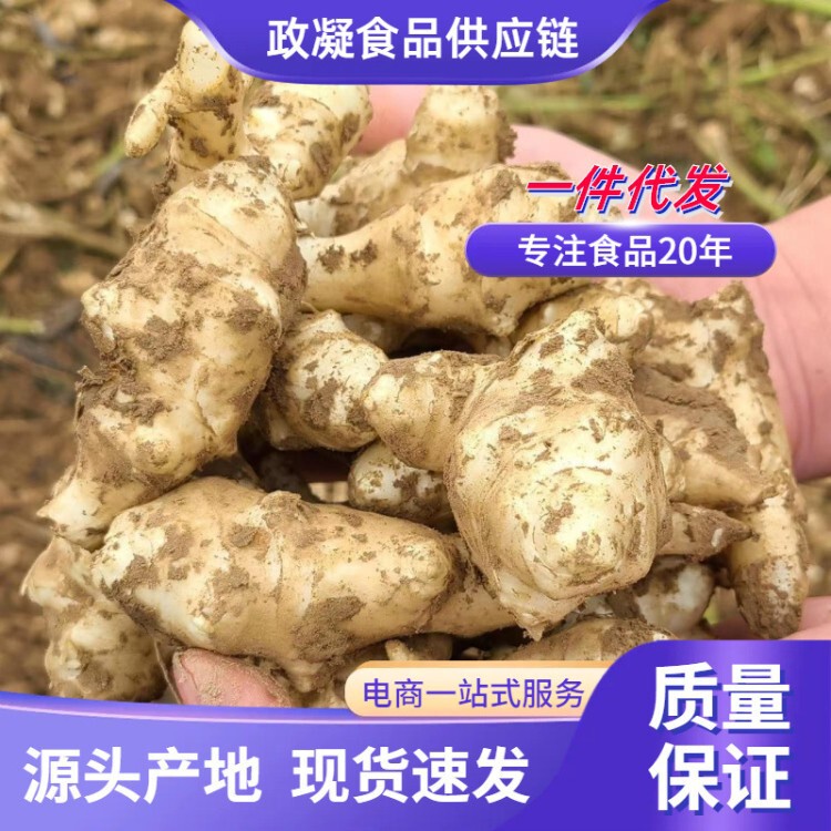 Freshly Dug Jerusalem Artichokes, Crispy and Fresh, Wild Jerusalem Artichokes That Are Not Spicy, Can Be Pickled as Farm-Grown Vegetables 2.5kg