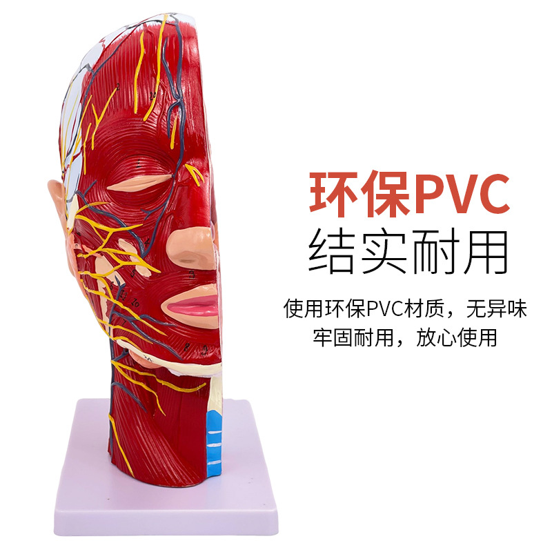 �������沿����Ѫ���񾭽���ģ��ͷ��ʸ״��������΢����ҽ������