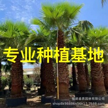 江西老人葵批发 华盛顿棕榈价格 华盛顿葵基地 湖南老人葵树供应