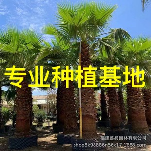 Jiangxi Old Man Kwai Wholesale Washington Palm Price Washington Kwai Base Hunan Old Man Kwai Tree Supply