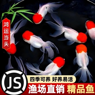 �Q피t���~���~�^�p�~С�͵�ˮ��ˮ�~���ԁ�ˮ���B�ͻ����\���^�~