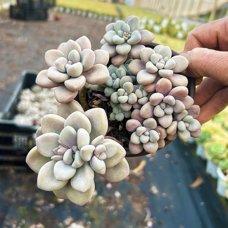 앨런, 전체 파일 10cm+