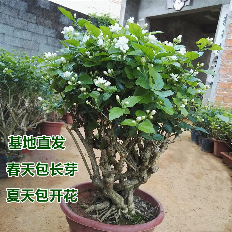 【基地直发】何家茉莉花盆栽茉莉花苗盆景花卉盆栽绿植茉莉老桩