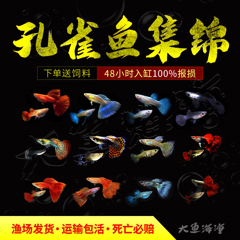 孔雀鱼种活体凤尾热带观赏鱼灯科鱼天空蓝缎带孔雀胎生鱼临产