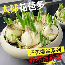 【种球】郁金香风雨兰香水百合花毛茛香雪兰红洋葱头彼岸花种球