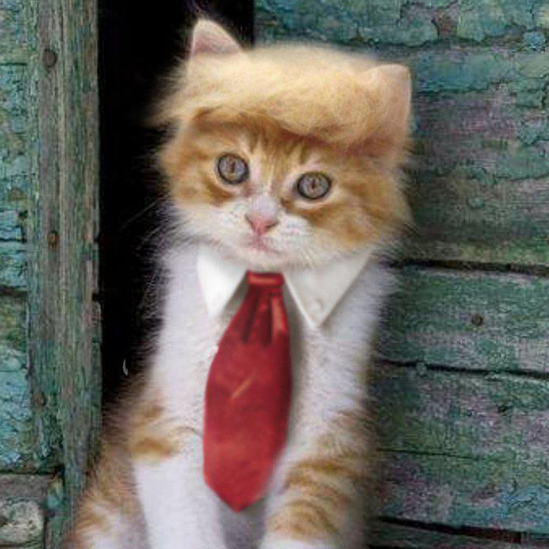 トランプスタイルクロスボーダーペットウィッグ猫かつらコスプレ犬かつら猫かつら猫帽子帽子|undefined