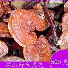 `֥500gɽҰ`֥֦֥Ȼt֥Ƭ؛