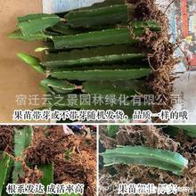 火龙果苗金都一号红肉火龙果自花授粉带根发货南北方盆栽果树苗