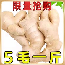 生姜老姜新鲜大姜黄姜风干姜月子姜生姜块老姜母整箱云南斤包潮流