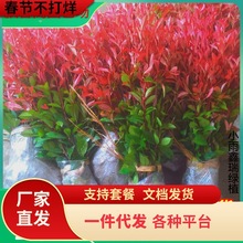 һlt~ʯ骘ͥԺ@ֻhʾG羰^СߗUt~