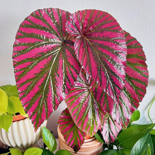 Ʒ�|���x&middot;�y���ﺣ�ļt���pɫ�~��ʢ�Ꭷ�Gֲ�R��֮�i�������Ե�