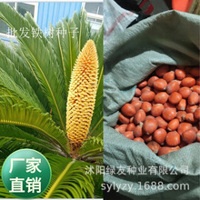 批发盆景树种子四季常青铁树种子幸运果凤凰蛋吉祥果苏铁手工种子