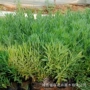 庭院外贸基地植物薰衣草