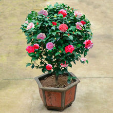 �軨���Ի�������ɽ�軨����ֲ���ͺ��ļ��_��ͥԺ�҃�����B�Ļ�