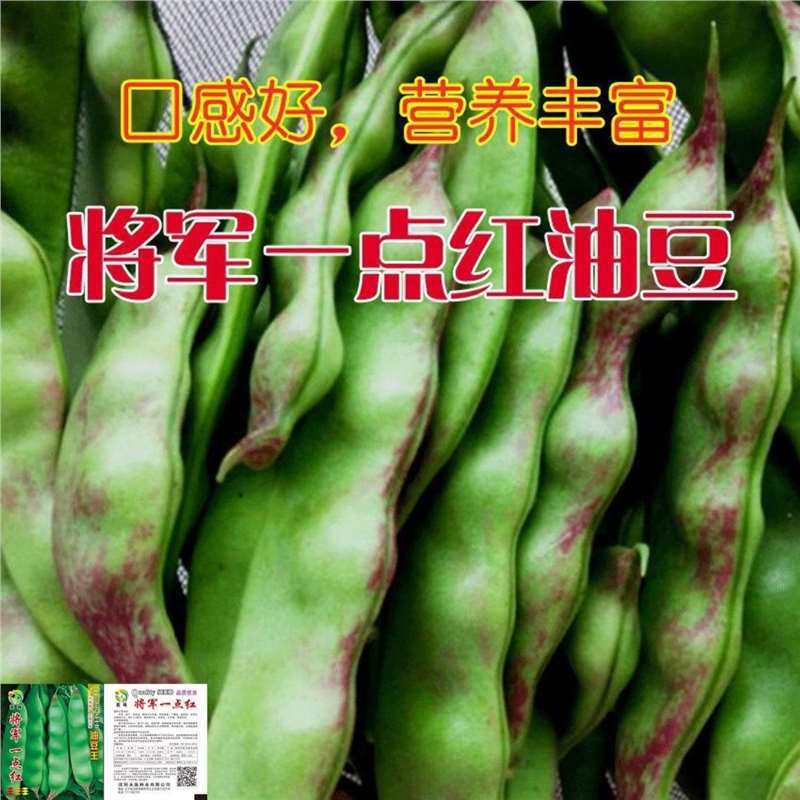 豆角种籽将军一点红油豆王种子种子高产早熟四季春季东北油豆角