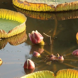 种子;乔木;园林果树