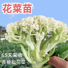 �ﶬ���ɻ��������m����G���{�������n�S��ײ����̨�����߲���