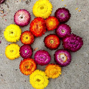 �߲ʾջ��^���U�ոɻ������ֹ�����DIY�ɻ����ϰ��F؛���l