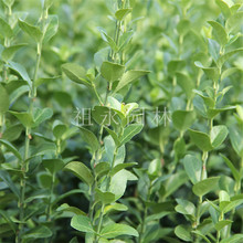 lì·̾GGhͥԺeļͺz|lìë