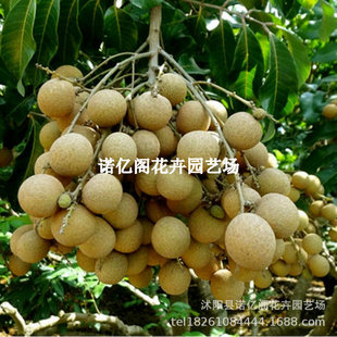 �V���޽����ۘ��烦��ʯ�{�����ļ������۹��A������Ԯ���Y��