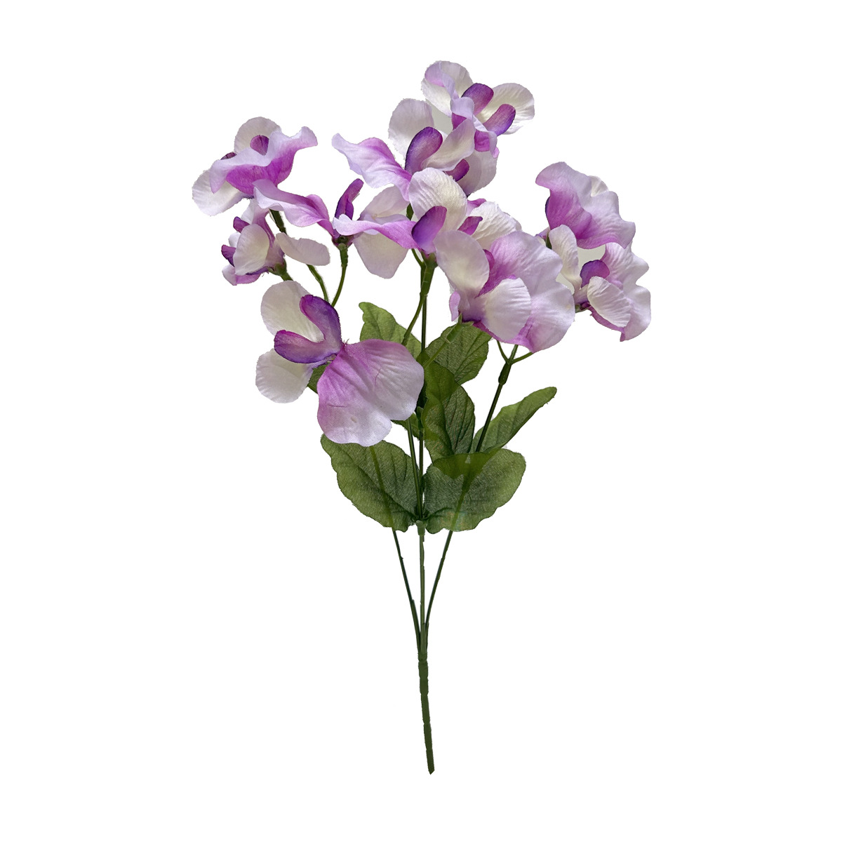 보라