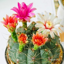 �p�������������������_���û�����՚����ȩ���[�k���һ��ܾGֲ