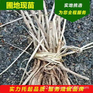 �|������ѿС�� ���ϰ������^�� ɽҰ�˷N��a�ؼ��gָ��ȫ���l؛