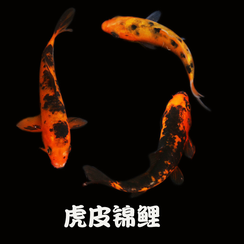 冷水観賞魚、日本鯉、純種ドイツ鯉、飼育しやすい、大正三色赤白稚魚金魚|undefined