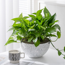 园艺吊兰盆树脂 塑料吊篮挂盆 配挂钩挂链送蓄水底盘悬挂式花盆