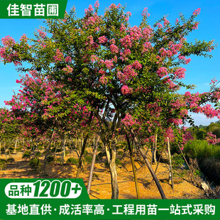 ����ֱ�����U�t����ޱ�����煲���辰�䘶�@�־��^��G���������l