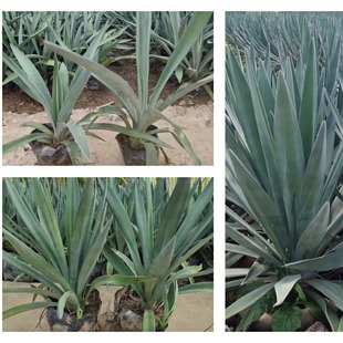 �z�m �y߅���� ���⻨�� ��ɽ�Gֲ�������l