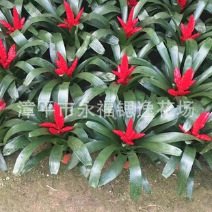Potted Pineapple Torch Red Star Good Luck Barbara Yongfu Flower Farmer Wholesale