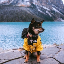 宠物狗狗衣服防水冲锋衣防雨透气两脚连帽外套狗柴犬雨衣春秋迪贸