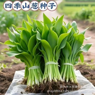 ɽ�[�N������ɽ�[���[���[�N��Ұ�����~¹���¿�ʳ�þGֲ�ͺ���