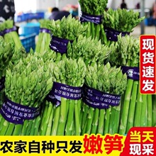 现采现发农家新鲜芦笋蔬菜绿芦笋去除老根春笋龙须菜蔬菜厂家批发