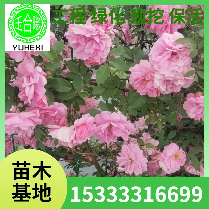 Морозостойкая виноградная роза, красная, розовая, большой цветок, вьющееся растение для двора, цветок в горшке, садовое озеленение