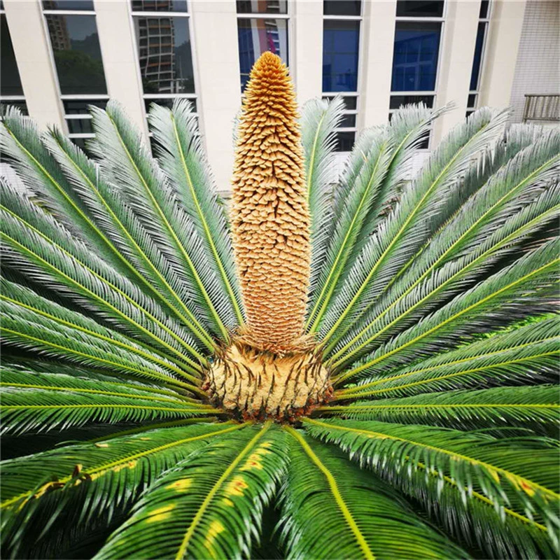 Основа железные саженцы оптом двор комнатные декоративные цветы сакады бонсай сакады вечнозеленые круглый год