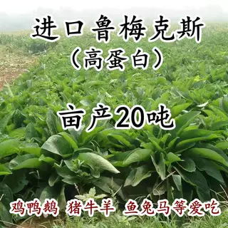 进口多年生鲁梅克斯种子俄罗斯饲料菜高产型牧草种籽猪牛羊鸡鸭鹅