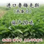 俄罗斯多年生猪牛羊牧草饲料
