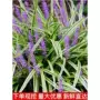 金边植物绿化耐寒矮麦冬