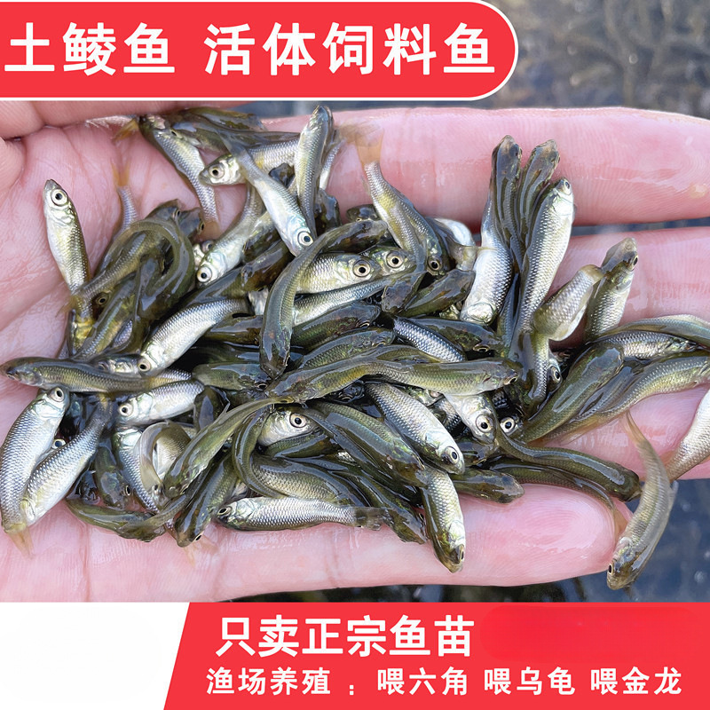 土鲮鱼小鱼苗活体饲料鱼麦穗鱼活鱼喂鳜鱼乌龟喂金龙桂花鲈鱼龟粮