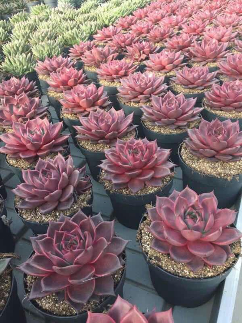 mmexport1512528627682