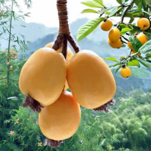 枇杷手工皂可爱仿真枇杷果成品送礼特产旅游香皂精油皂盒装