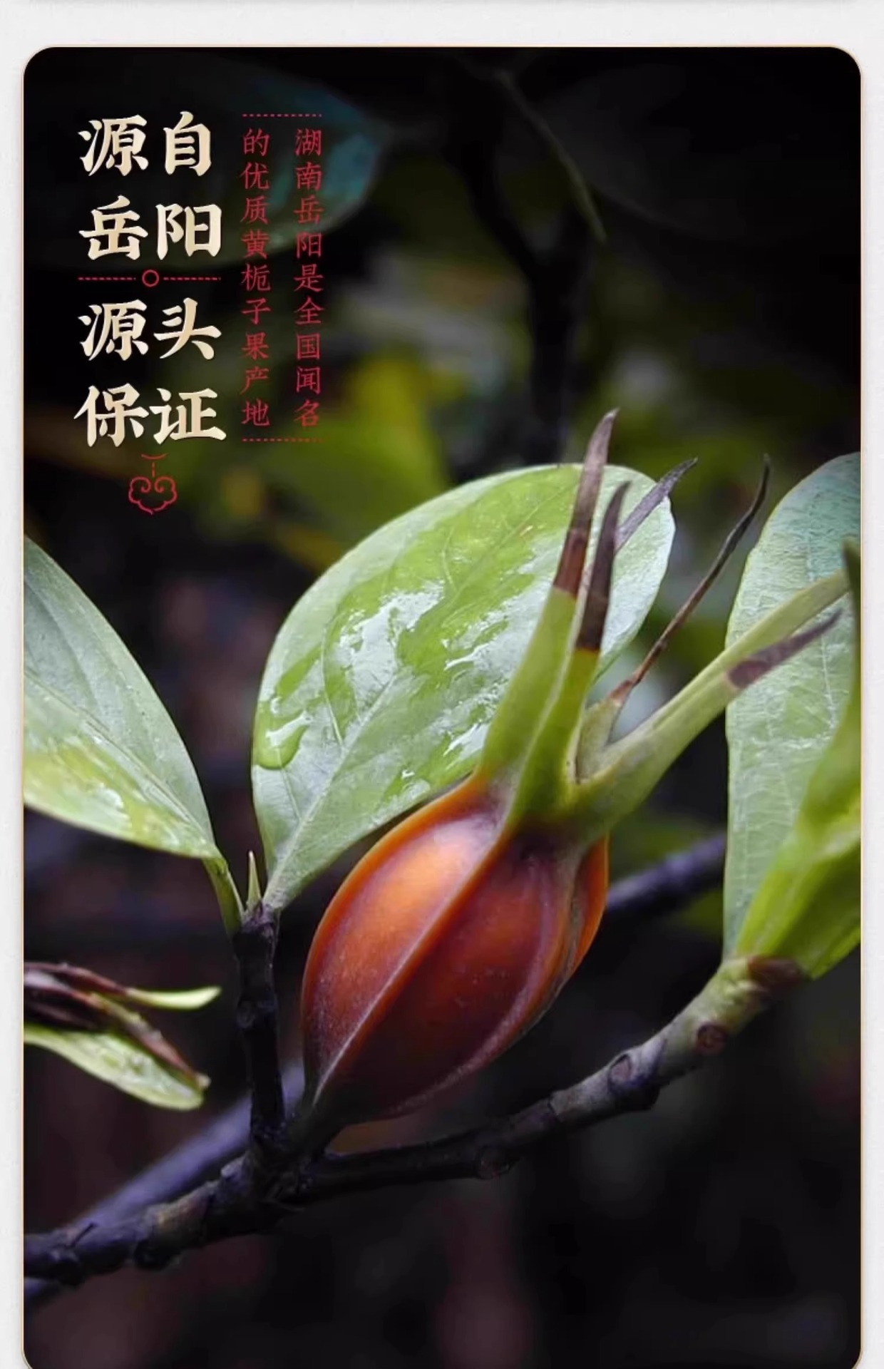 Gardenia Fruit Zhi Zi 70g Jar Sun Dried Food Grade Herbal Tea Ingredient quality and texture