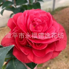 盆栽扦插 黑珍珠山茶花  四五十公分高 黑红色茶花