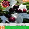 Cherry seeds [8-year-old seedlings, thickness 3cm] with soil balls dug and grown +111cm (inclusive)-140cm (inclusive)